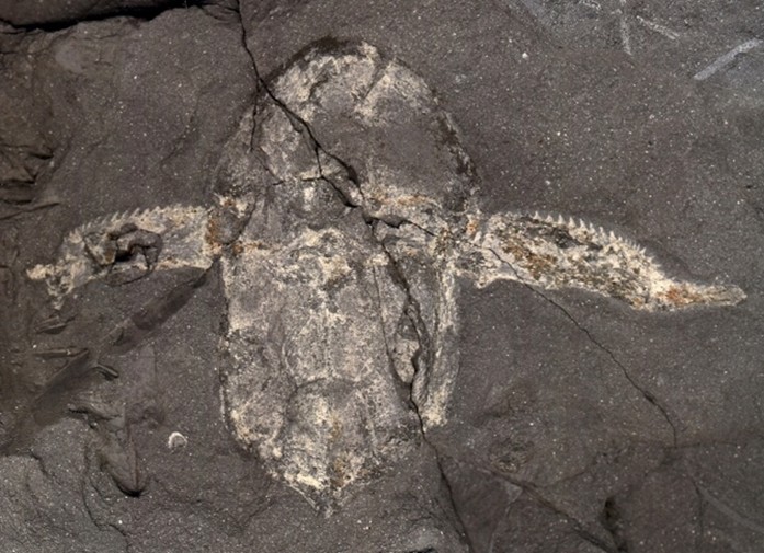 Fossil of the head and trunk armour of the antiarch placoderm Bothriolepsis Africana