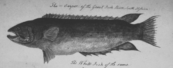 Ensign Robert Dingley’s 1815 sketch of the Rocky before it was described as Sandelia bainsii. Sketch in the Museum Africa, Johannesburg, with permission.